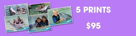 Dolphin Quest 5 Prints Package